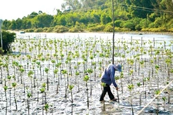 Thừa Thiên - Huế mở rộng diện tích trồng rừng ngập mặn