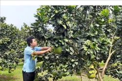 Nhiều hộ trồng bưởi da xanh trái vụ lãi tiền tỷ ở xã Sông Xoài