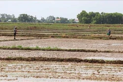  Nhiều giải pháp đảm bảo sản xuất vụ Hè Thu, vụ Mùa miền Bắc hiệu quả