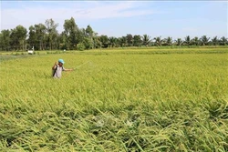 Nhân rộng mô hình sản xuất lúa thích ứng với biến đổi khí hậu