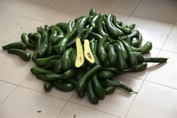 Phòng trừ sâu bệnh cho cây bơ hạt lép