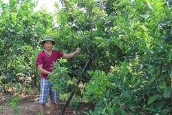 Ghép nhân giống hồng xiêm xoài