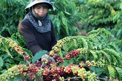 Tây Nguyên có nhiều giống cà phê vối chất lượng cao, thích ứng biến đổi khí hậu