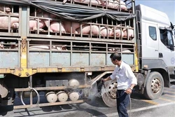Họp bàn thống nhất cách hỗ trợ thiệt hại do dịch tả lợn châu Phi
