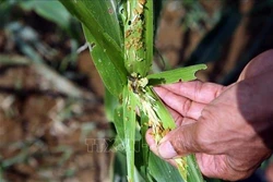 Sâu keo mùa thu gây hại gần 3.400 ha ngô ở Điện Biên