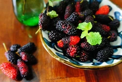 Cách chăm dâu tằm để lấy trái