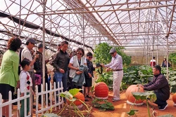 Khám phá vườn rau công nghệ cao Đà Lạt