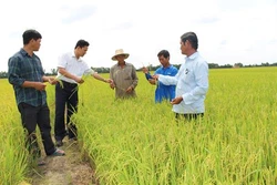 Long An nâng cao kỹ thuật sản xuất lúa cho nông dân