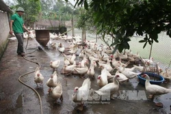 2 dòng ngan VS có nhiều ưu điểm vượt trội