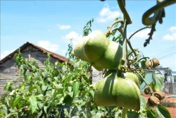 Nông dân Đắk Lắk gặp khó do trồng sachi tự phát