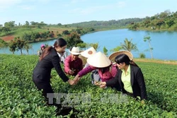 Du lịch canh nông thu hút khách đến Đà Lạt