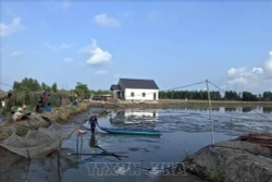 Xuất khẩu tôm hướng tới mục tiêu 4,2 tỷ USD
