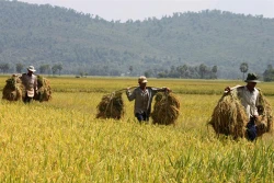 Lúa Nàng Nhen thơm Bảy Núi