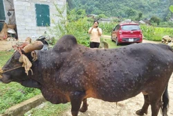 Nắng nóng, bệnh viêm da nổi cục trên trâu bò bùng phát mạnh ở Cao Bằng 