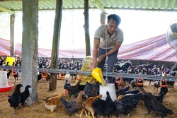 Đa dạng các mô hình nông nghiệp theo hướng hữu cơ