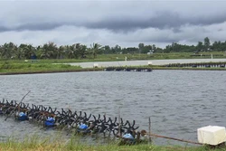 Ao tôm của một nông dân ở thị xã Vĩnh Châu (Sóc Trăng). Ảnh: Chanh Đa - TTXVN