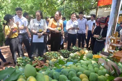 Sơn La: Kết nối, quảng bá sản phẩm, thương hiệu "Xoài Yên Châu"