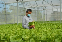 Anh Nguyễn Phước Việt Cường trồng rau thủy canh cho doanh thu 1,5 tỷ đồng/năm