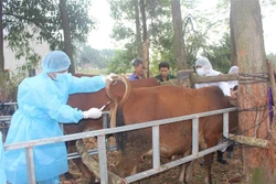 Tiêm thí điểm vaccine viêm da nổi cục trên trâu bò tại xã Tiên Phong, Thị xã Phổ Yên, tỉnh Thái Nguyên. Ảnh: Thu Hằng-TTXVN