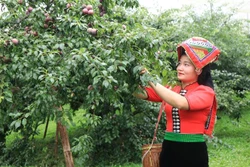 Quảng bá thương hiệu mận Mộc Châu đến du khách