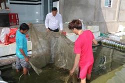 Hiệu quả từ chuyển đổi đất lúa kém hiệu quả sang cây trồng khác