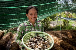 Trồng nấm rơm giúp người dân Khmer ổn định kinh tế