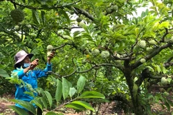 Hướng đi mới cho phát triển cây ăn quả