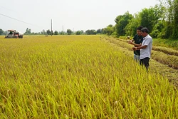 Nhân rộng những mô hình liên kết "4 nhà"