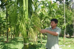 Mô hình trồng cau ở miền núi cho thu nhập hàng tỷ đồng mỗi năm