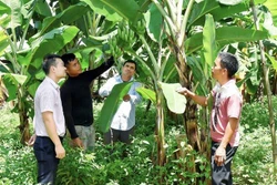 Đồng bào dân tộc thiểu số ở Gia Lai thoát nghèo nhờ nguồn vốn chính sách