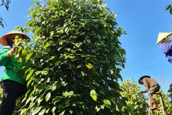 Gia Lai vực dậy vị thế cây "vàng đen"
