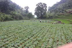 Nhiều cách làm sáng tạo giúp người dân thoát nghèo, ổn định cuộc sống ở Lào Cai