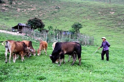 Chăn nuôi đại gia súc - Hướng thoát nghèo cho đồng bào vùng cao biên giới huyện Kỳ Sơn