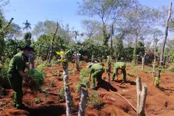 Đắk Lắk liên tiếp phát hiện các vụ trồng cần sa trái phép