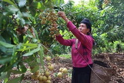 Người dân tại huyện Yên Châu thu hoạch nhãn. Ảnh: Hữu Quyết - TTXVN