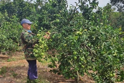 Quảng Trị kết nối tiêu thụ nông sản trong mùa dịch