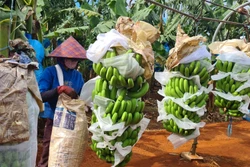 Đăng ký mã vùng trồng - chìa khóa xuất khẩu cho nông sản Gia Lai