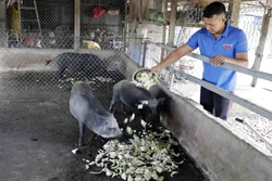 Thanh niên Trần Sáng, dân tộc Khmer, ấp Tú Điền, xã Đại Ân 2, huyện Trần Đề vay vốn chương trình giải quyết việc làm để đầu tư nuôi lợn rừng, cải tạo vườn trồng cây ăn quả, rau màu cho hiệu quả kinh tế cao. Ảnh: Trần Việt - TTXVN
