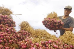Nông dân thị xã Vĩnh Châu (Sóc Trăng) thu hoạch hành tím. Ảnh: Chanh Đa - TTXVN