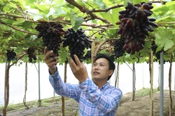 Anh Nguyễn Đình Trí (xã Nhơn Sơn, huyện Ninh Sơn) là một trong những người đầu tiên ở Ninh Thuận trồng thành công giống nho NH04-102 (nho Ngón tay đen) trong nhà màng. Ảnh: Nguyễn Thành – TTXVN