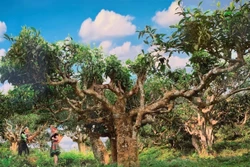 Yên Bái nâng tầm giá trị chè Shan tuyết