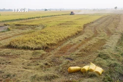 Đồng Tháp áp dụng tiến bộ kỹ thuật giúp năng suất vụ lúa Hè Thu tăng hơn 3 tạ/ha