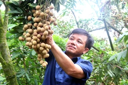 Ông Bùi Xuân Sử, thôn Nễ Châu, xã Hồng Nam, thành phố Hưng Yên là người tiên phong trồng nhãn hữu cơ. Ảnh: Đinh Văn Nhiều-TTXVN