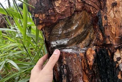 Thủ đoạn của các đối tượng bức hại rừng thông là khoan lỗ vào thân cây rồi đổ hóa chất cho cây chết dần. Ảnh: Nguyễn Dũng – TTXVN