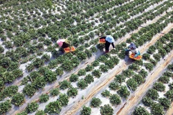Thu hoạch dâu tây ở vườn của anh Phạm Đức Anh, bản Thanh Yên 1, xã Phiêng Khoài, huyện Yên Châu, tỉnh Sơn La để cung cấp ra thị trường. Ảnh: Quang Quyết - TTXVN