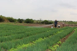 Người Khmer các xã vùng ven thành phố Bạc Liêu (tỉnh Bạc Liêu) có cuộc sống ổn định nhờ mô hình trồng rau màu chuyên canh. Ảnh: Tuấn Kiệt – TTXVN