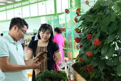 Khách hàng xem sản phẩm sâm Ngọc Linh trưng bày tại phiên chợ. Ảnh: Trần Tĩnh - TTXVN