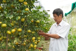 Quýt hồng Lai Vung “lên chậu” - nhà vườn sẵn sàng cho vụ Tết