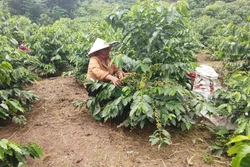 Người dân thành phố Sơn La, tỉnh Sơn La thu hái cà phê. Ảnh: TTXVN phát