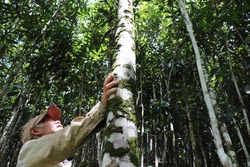 Nhờ trồng và phát triển quế, nhiều hộ đồng bào Cor ở Trà Bồng đã vươn lên thoát nghèo, làm giàu. Ảnh: Phạm Cường-TTXVN